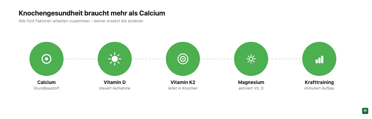 Icon-Grafik: Die vier Säulen der Knochengesundheit – Calcium, Vitamin D, K2 und Magnesium
