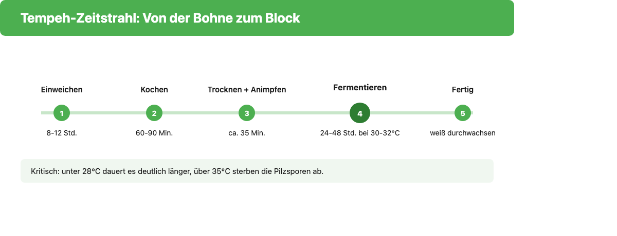 Zeitstrahl der Tempeh-Fermentation: Einweichen, Kochen, Trocknen und Animpfen, Fermentieren bei 30-32°C, fertig