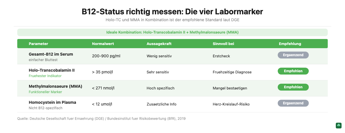 B12-Blutwerte und Normalwerte: Holo-Transcobalamin, Methylmalonsäure, Homocystein im Vergleich